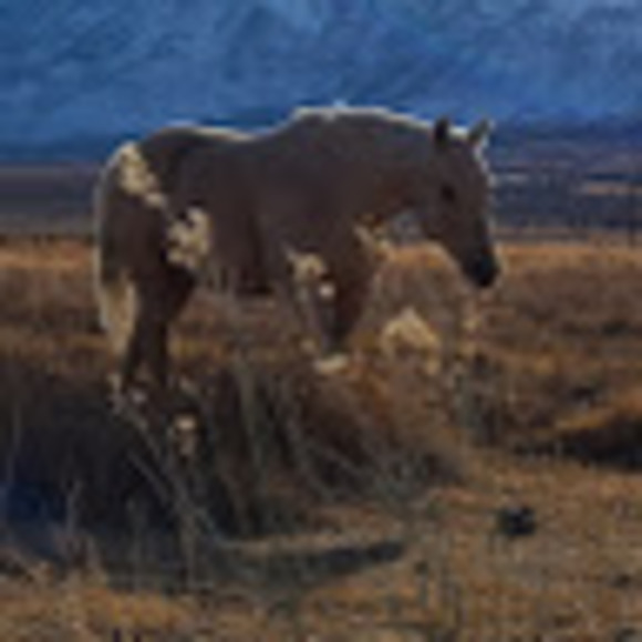 Meet your Posher, Tiffany - Picture 1 of 1